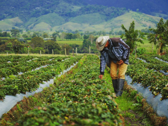 Aparece un campesino caminando por sus verdes cultivos y acariciándolos con su mano derecha y de fondo verdes montañas.
