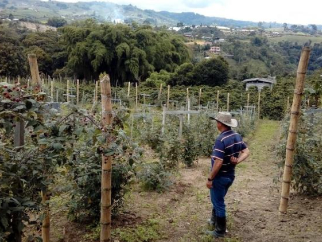 Aparece un campesino en sus verdes y altos cultivos observándolos. De fondo aparecen arboles, montañas y casas.