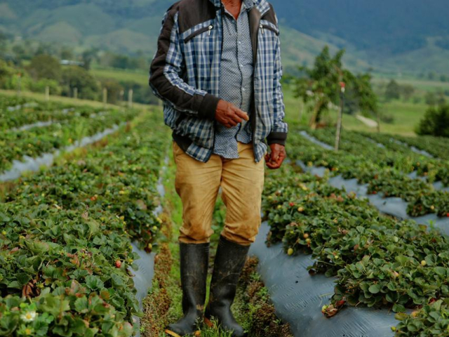 Campesino con sombrero y botas de caucho, camina en medio sus cultivos agrícolas. De fondo una montaña y cielo nublado.