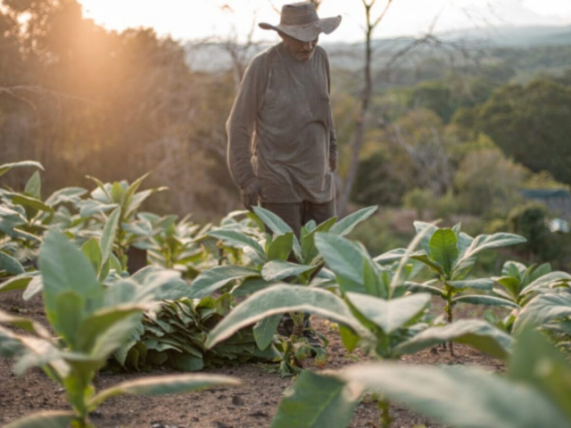 Fotografía de un campesino en medio de una cosecha.
