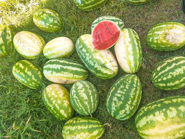 sandia-cortada-a-la-mitad