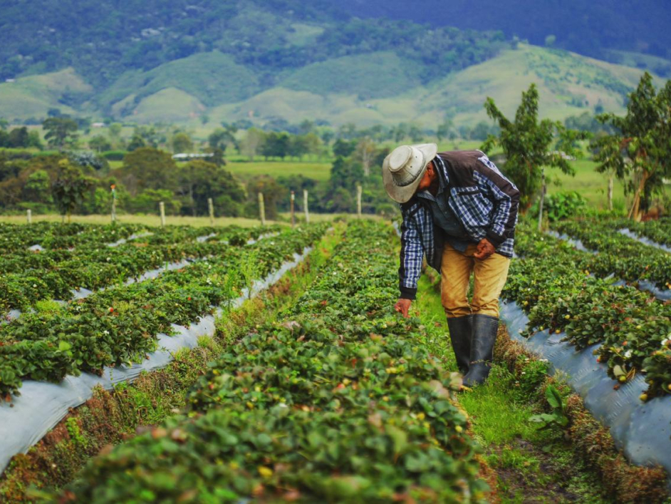 Aparece un campesino caminando por sus verdes cultivos y acariciándolos con su mano derecha y de fondo verdes montañas.
