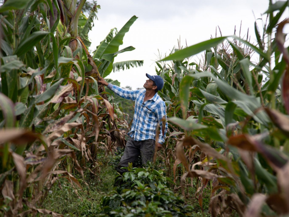 Campesino en un terreno de cosecha.