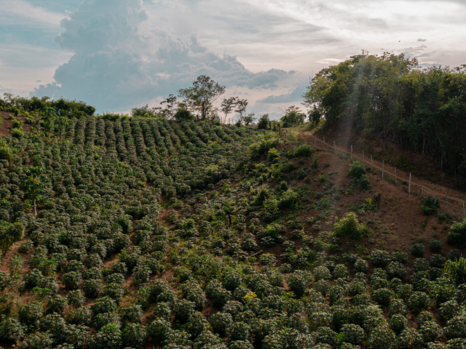 Fotografía de un terreno de cosecha.