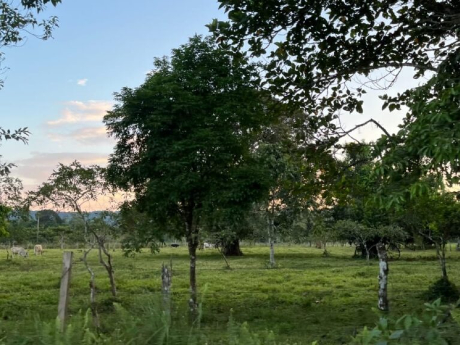 Campo con árboles y hierba en el fondo en algún lugar de Putumayo.