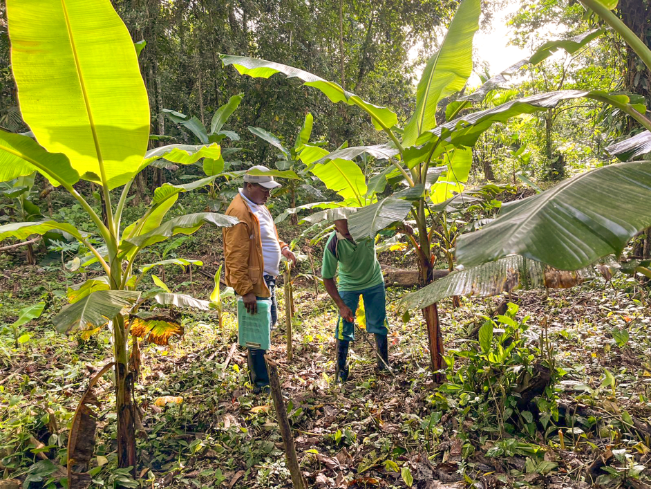 dos-personas-paradas-en-un-bosque-de-rboles-de-platano