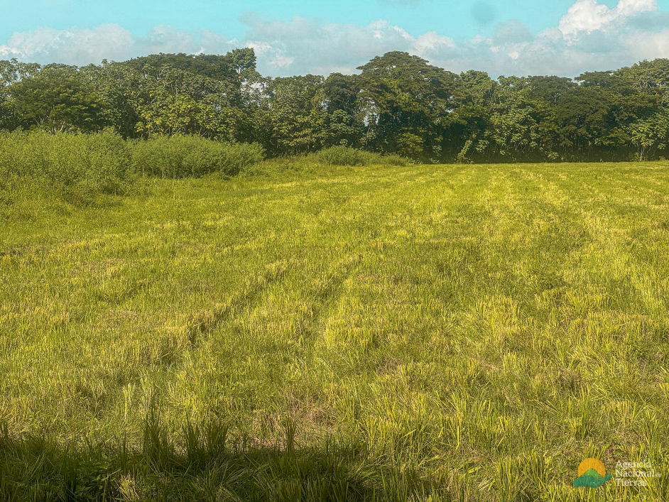 un-campo-de-hierba-verde-con-arboles-en-el-fondo