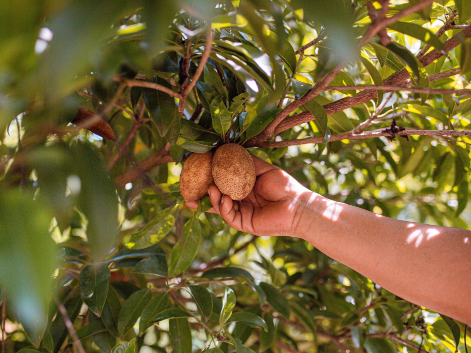 una-persona-alcanzando-una-fruta-en-un-arbol